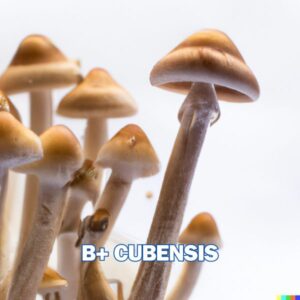 B+ Spore Syringe (P. Cubensis)