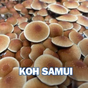 Koh Samui Super Strain