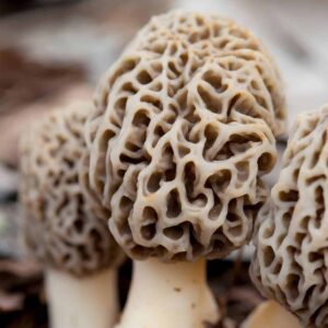 White Morel